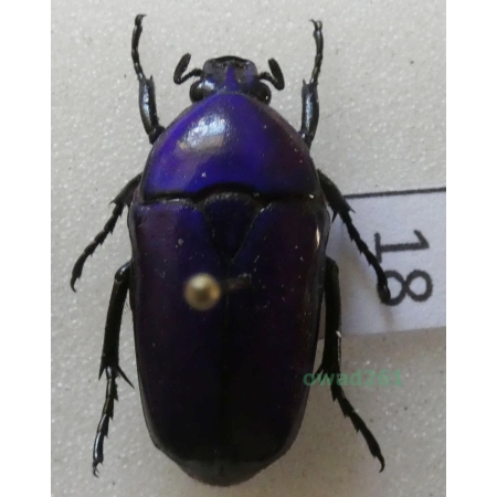 Chlorocala africana oertzeni Kolbe, 1895 ex. ovo Tanzania18